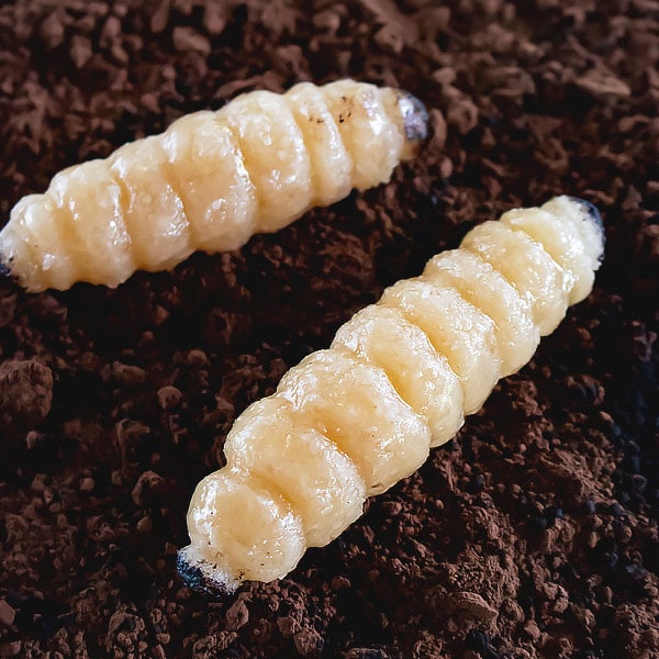 Image for Creepy Halloween Candy Creatures [Super Realistic!] - Masala Herb