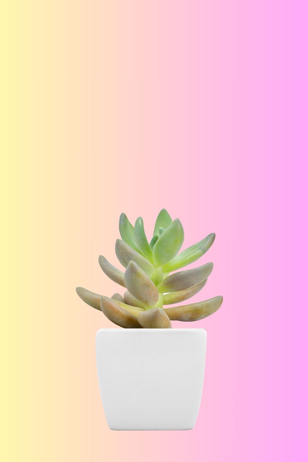 14 Simple Birthday Party Favours For Kids That Won't End Up in the Trash 7 Simple Birthday Party Favours For Kids ,cute succulent plants