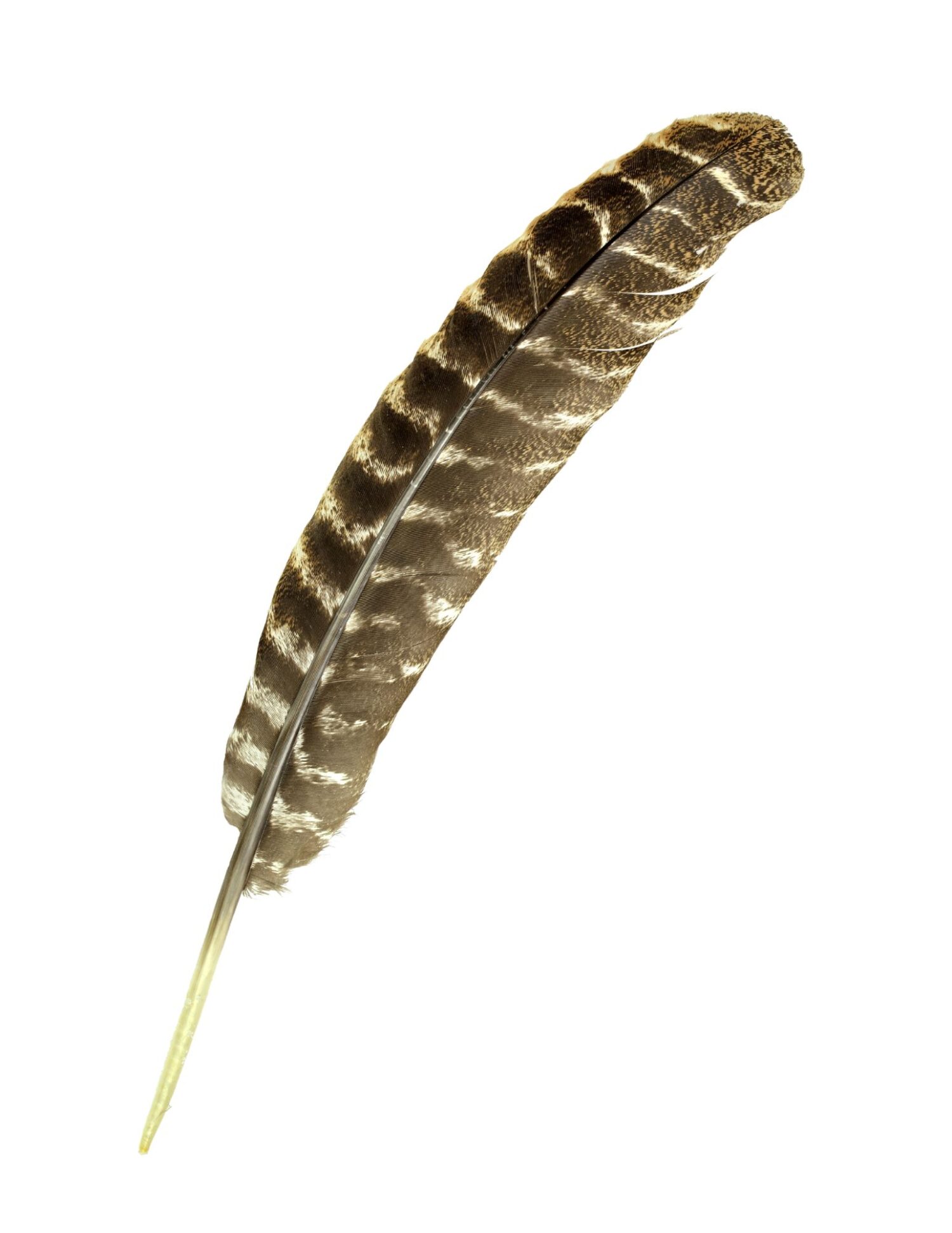 5 Fun Thanksgiving Games for Kids (including free printable) 2 Turkey feather printable for game of Turkey Tag.